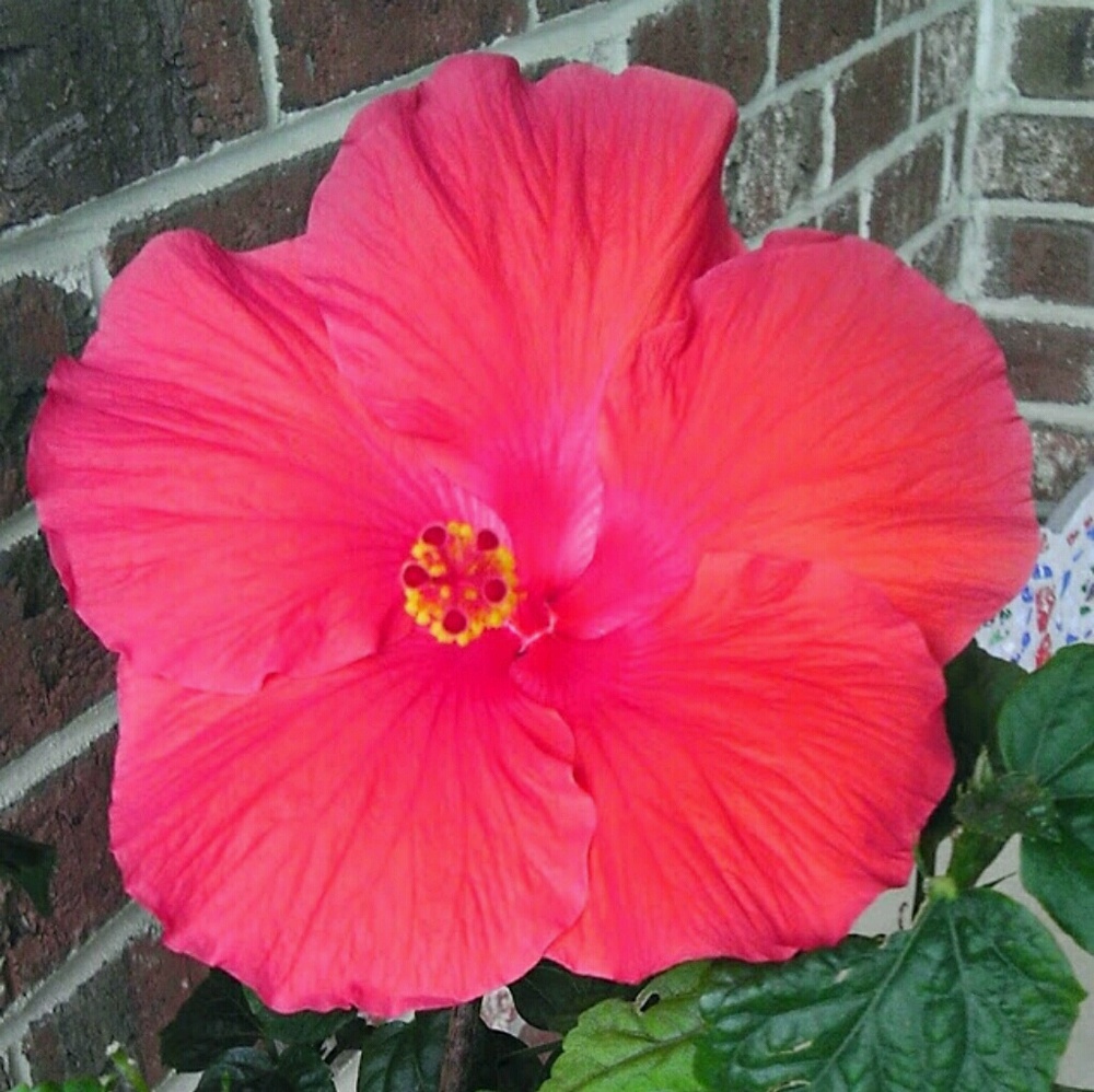 Meet your Posher, Kristine